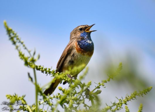 gorge bleue