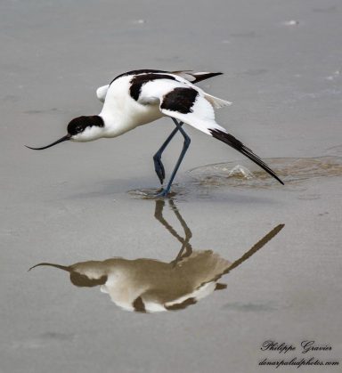 avocette élégante